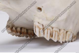 animal skull teeth 0004